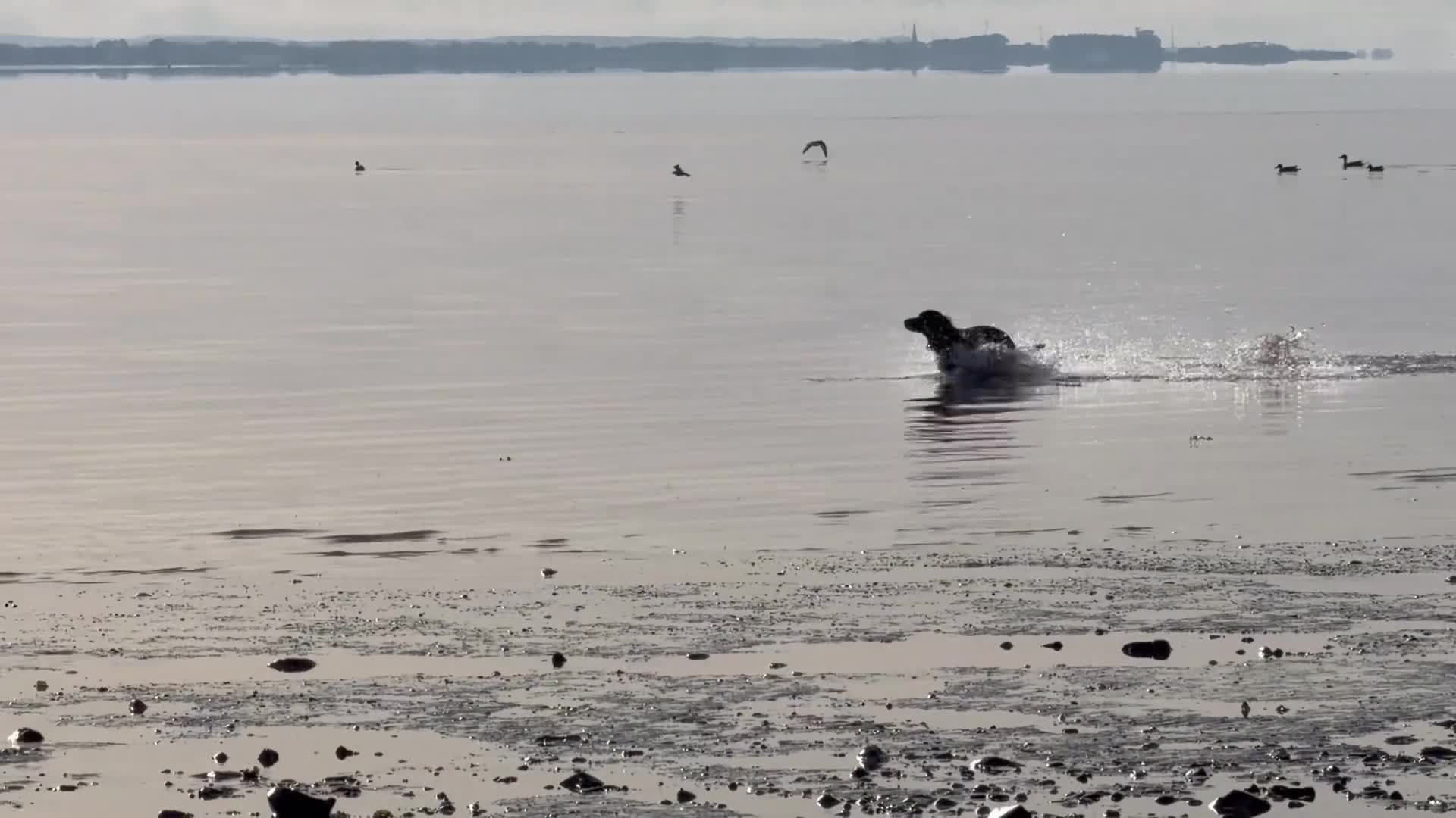 Cocker Spaniel dogs for stud: Roni cocker spaniel  in Annan - Video 1