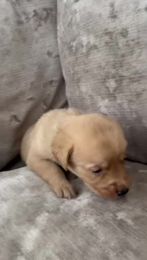 Mixed Breed dogs for sale: Beautiful litter of golden labradoodles - Video 1