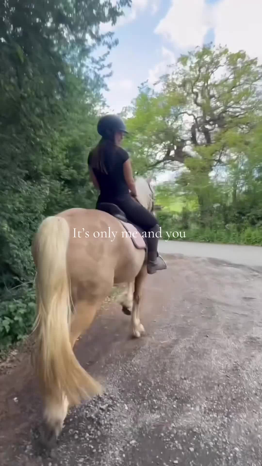 Palomino horses for sale: Finn 15,1 Welsh section D  - Video 5
