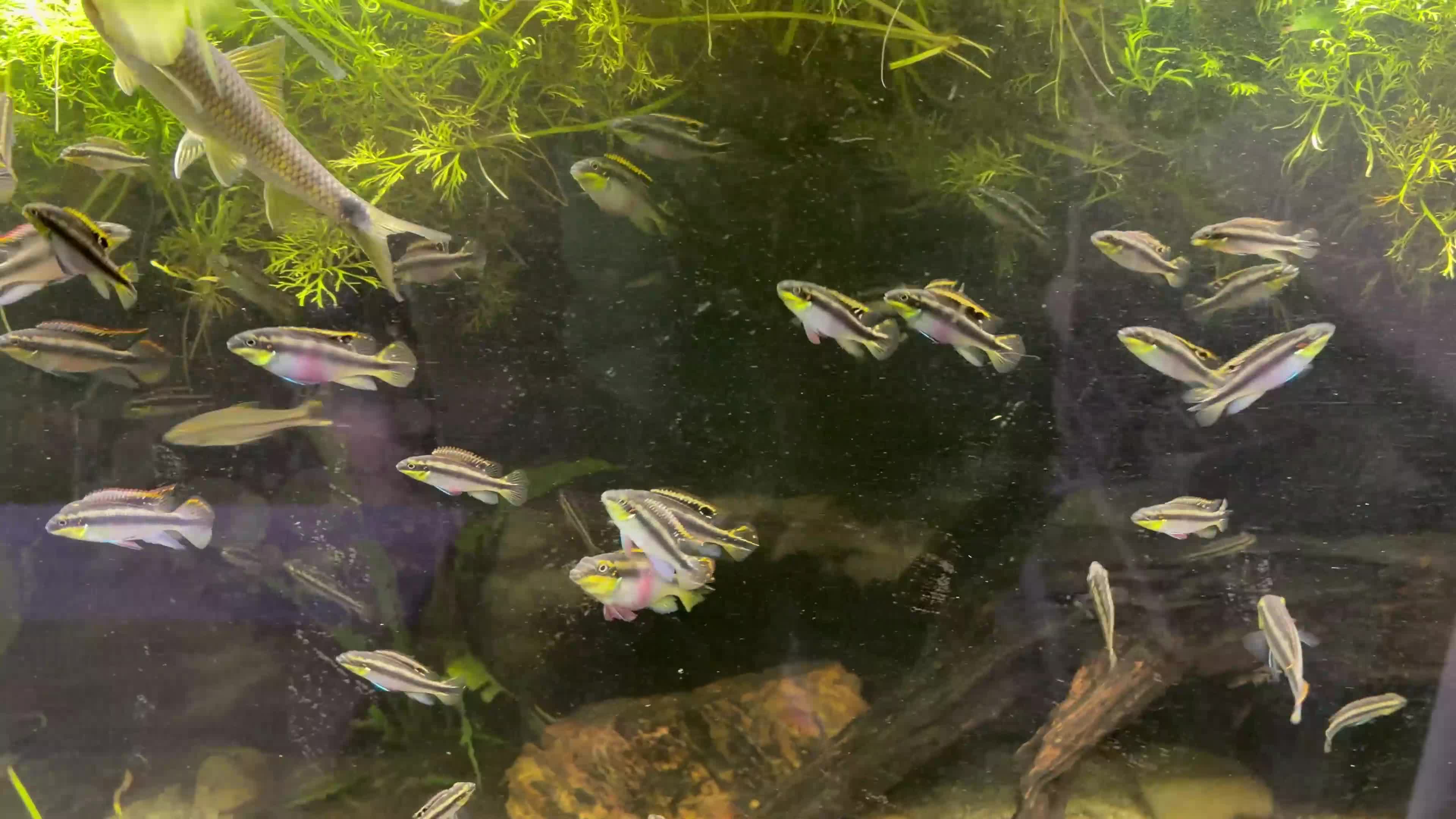 Cichlids fish for sale: Kribensis cichlids for sale all sizes/ages - Video 1