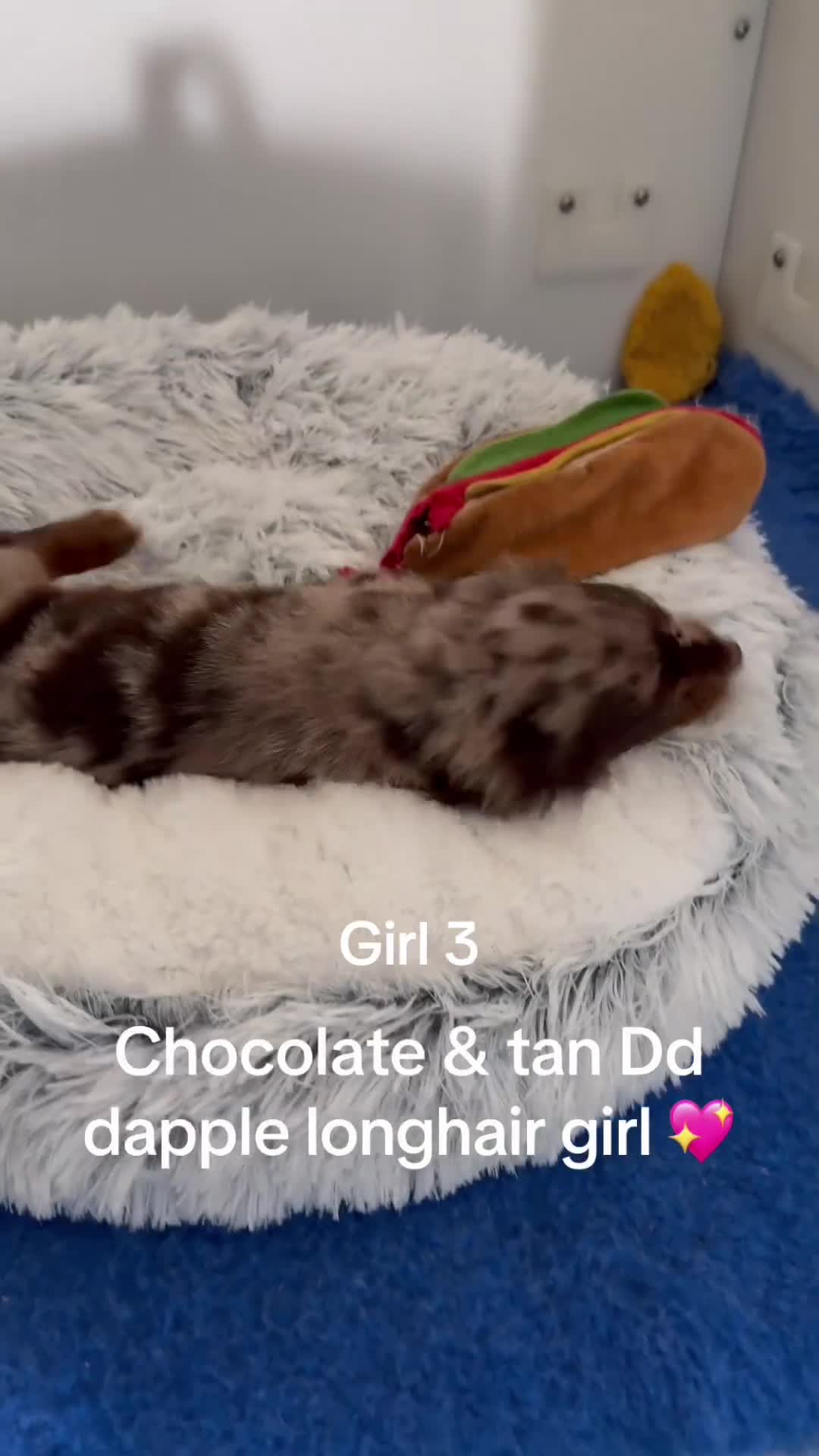 Miniature Dachshund dogs for sale: Quality miniature long hair choc & tan dapples - Video 5