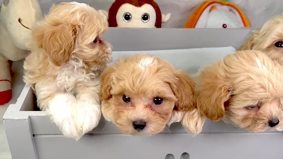 Maltipoo dogs for sale: ADORABLE TOY SIZE KOREAN SIRE F1 MALTIPOO PUPS  - Video 1