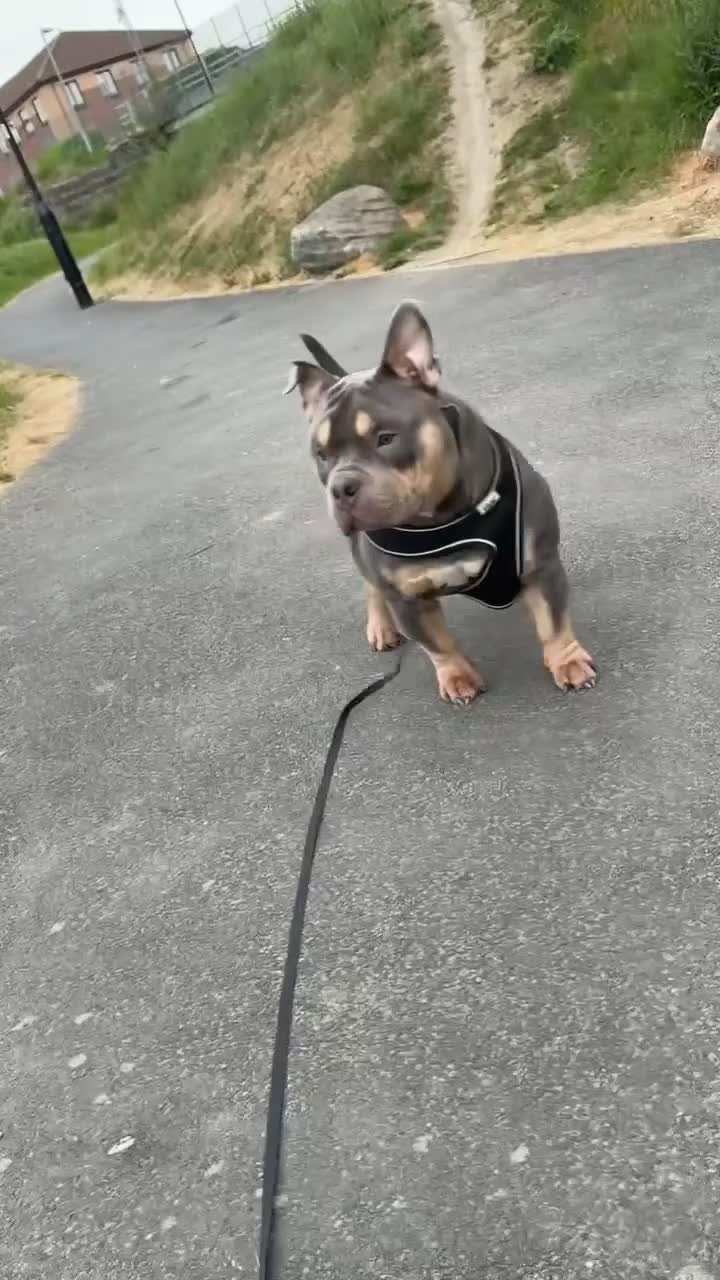 American Bully dogs for stud: Hulk micro bully for stud  - Video 3