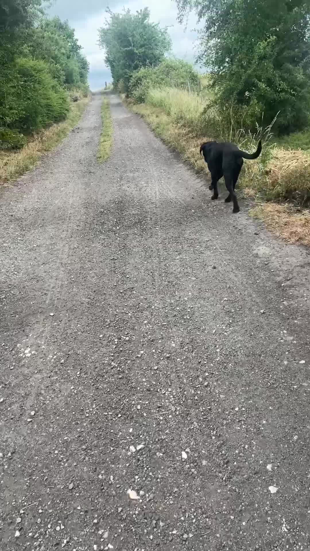 Cane Corso dogs for sale: Klaus the cane corso - Video 4