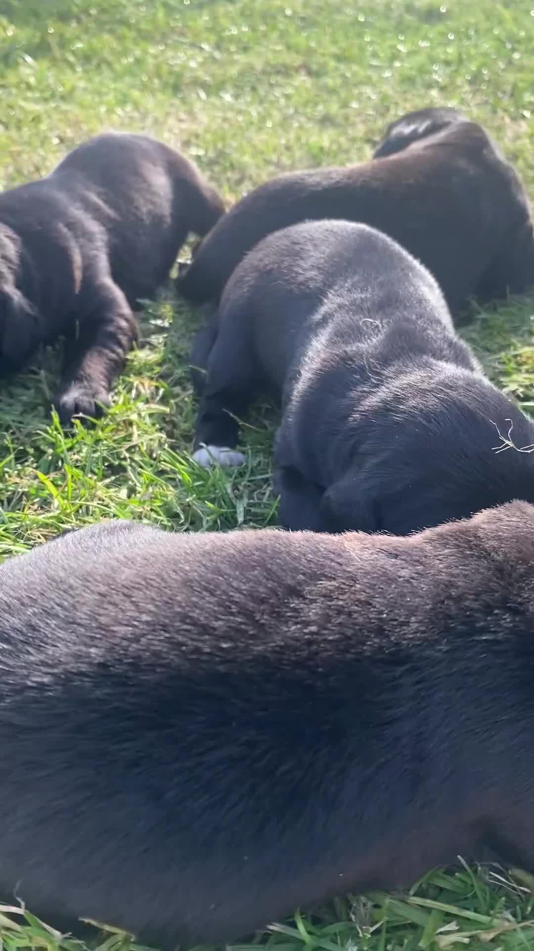 Springador dogs for sale: Stunning F1 Springerdor puppies  - Video 2