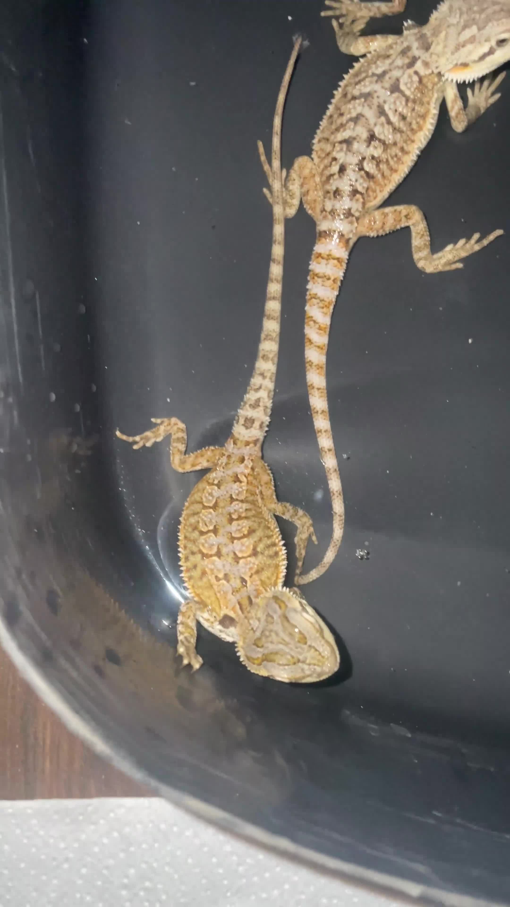 Bearded Dragon reptiles for sale: Bearded dragons  - Video 1