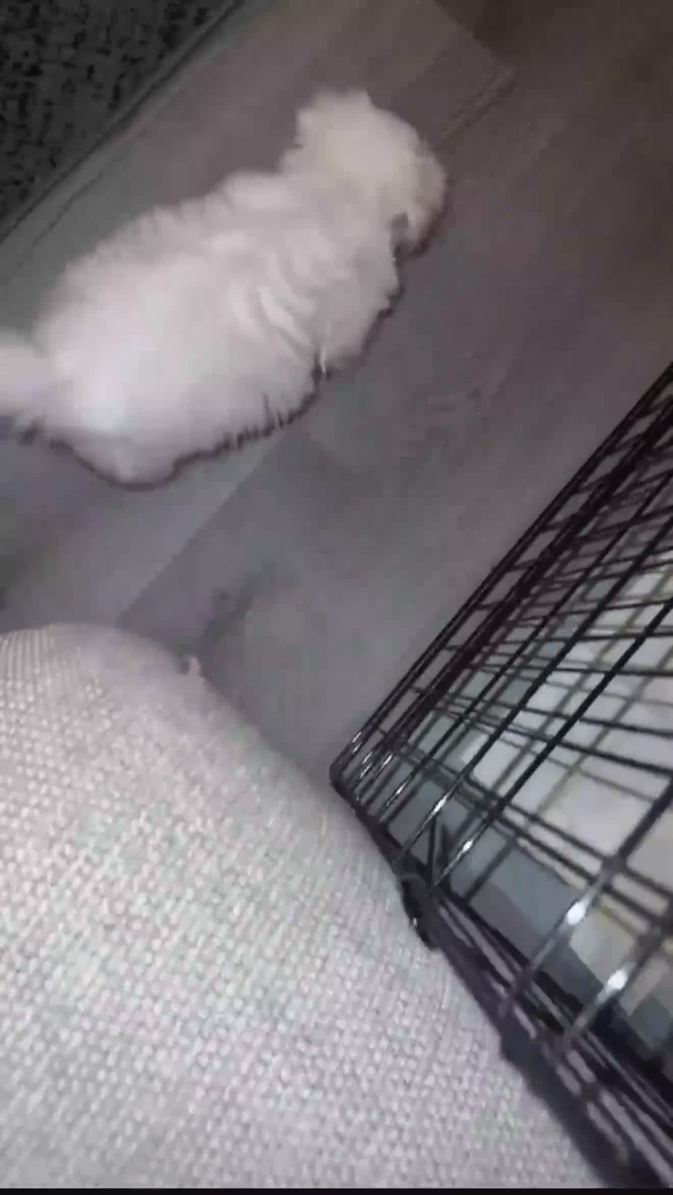 Mixed Breed dogs for sale: Puppy Looking for a Loving Forever Home🐾 - Video 1