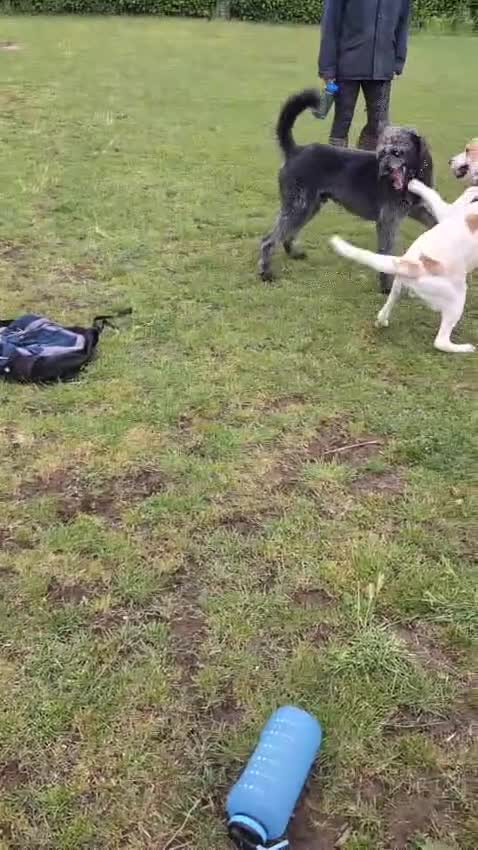 Mixed Breed dogs for adoption: Milo Is a 9 month old pointer cross in Cheltenham - Video 2