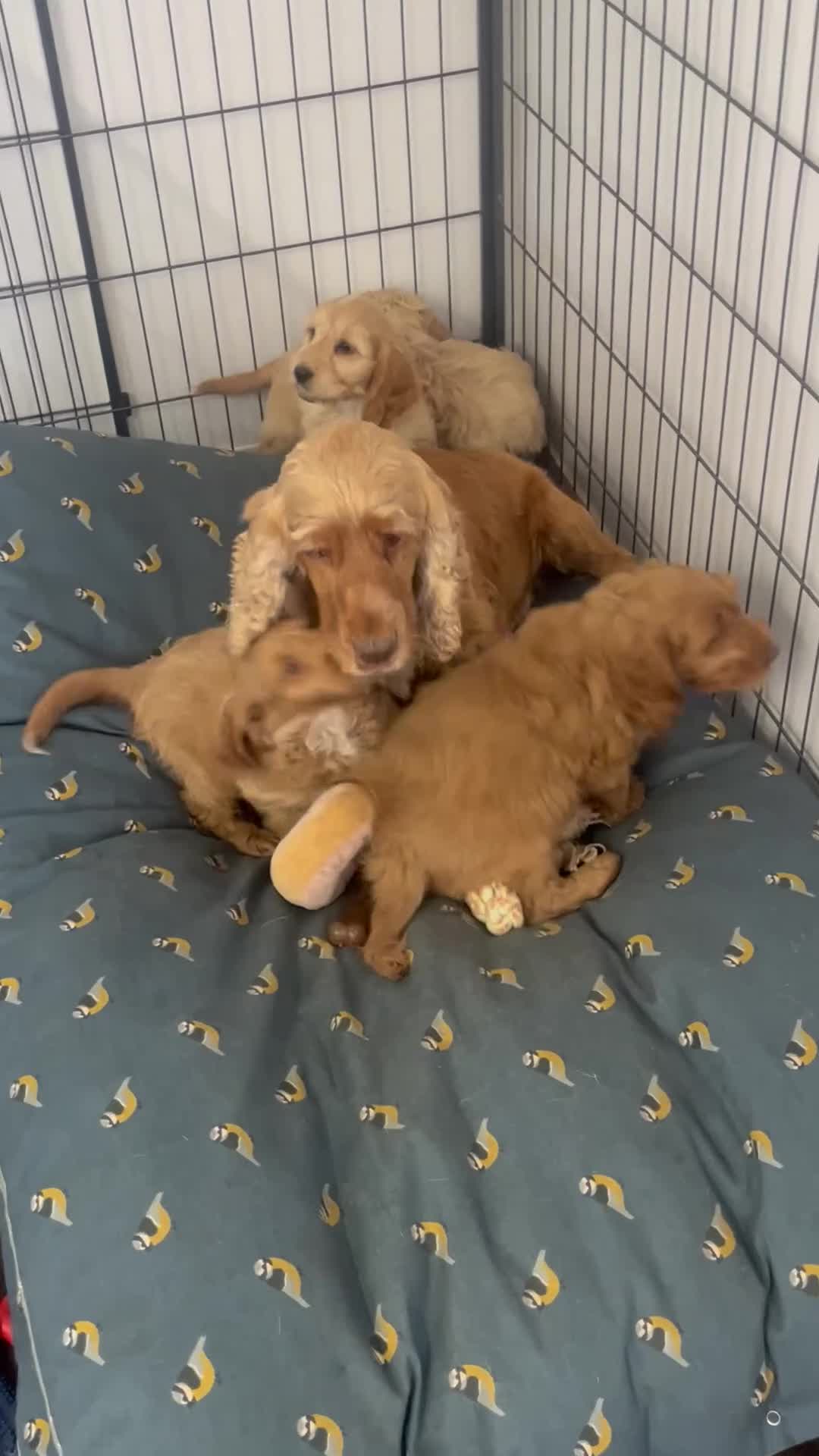 Cockapoo dogs for sale: stunning F1 Cockerpoos  - Video 1