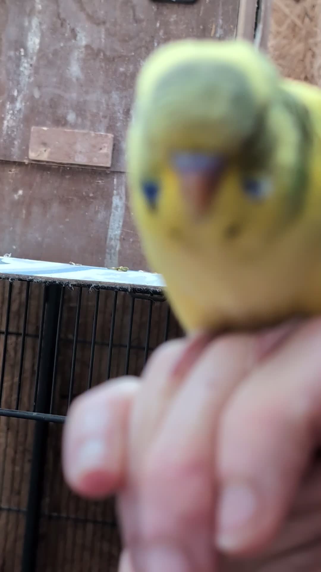 Budgerigars birds for sale: Hand tamed baby budgies for sale - Video 1