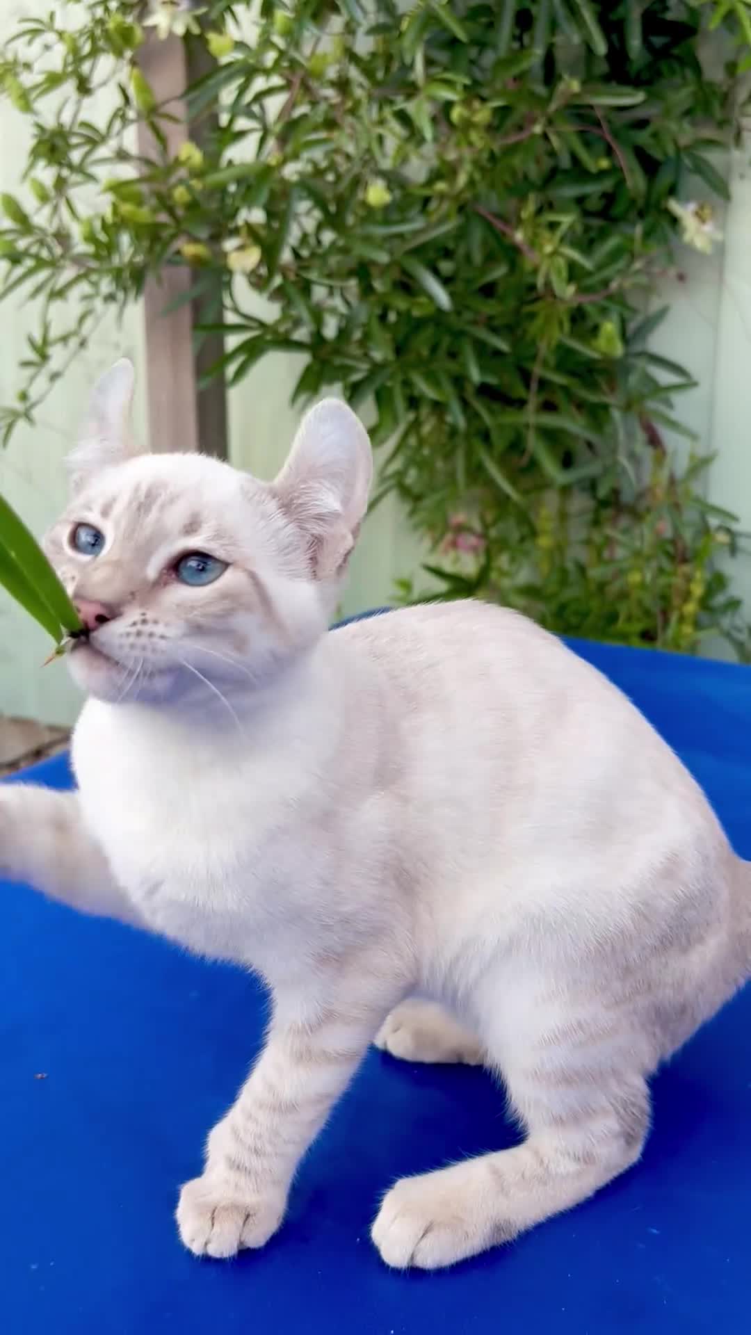 Savannah cats for sale: Superb polydactyl curled eared snow leopard  - Video 2