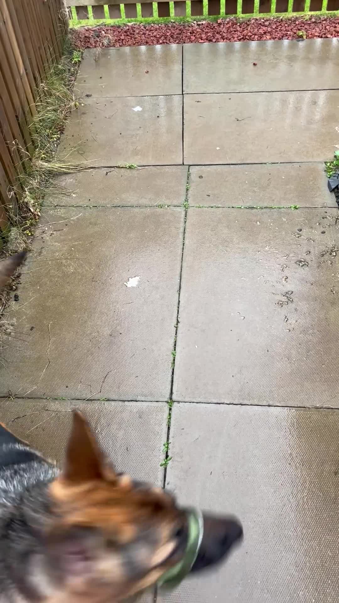 German Shepherd dogs for sale: The most beautiful even tempered short coat  - Video 1