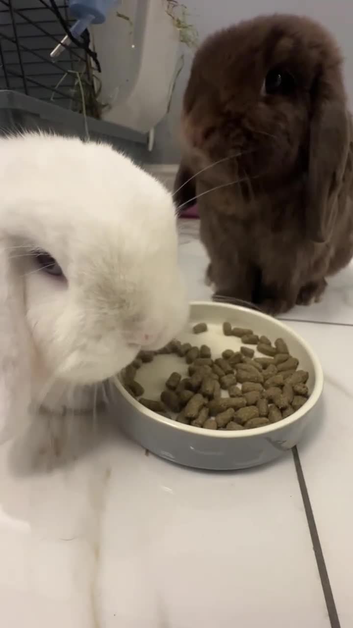 Mini Lop rabbits for sale: 🐰 Adorable Mini Lop Pair Looking for a Home! 🐰 - Video 5