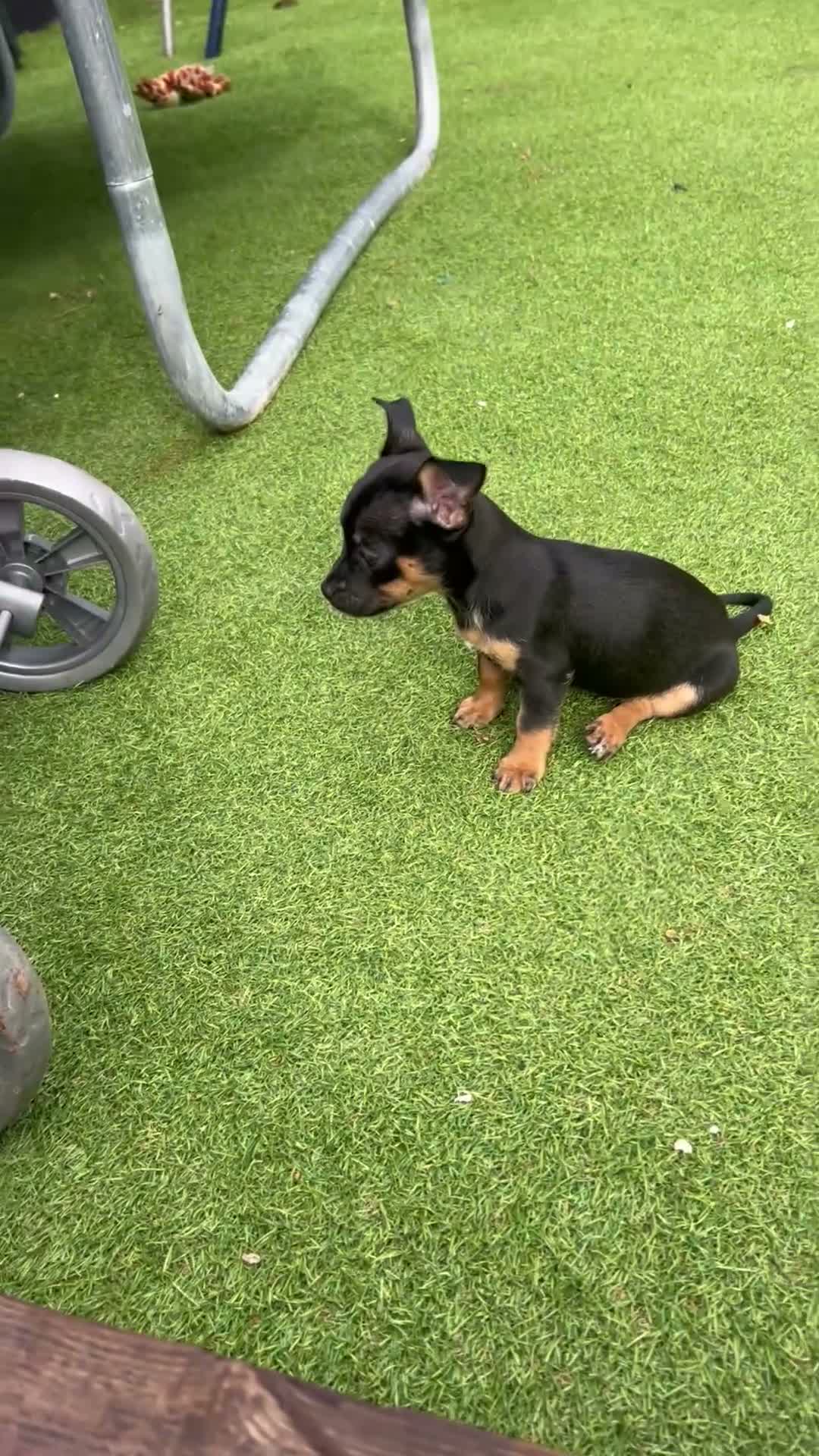 Jack Russell dogs for sale: Beautiful litter of 6 puppies  - Video 1