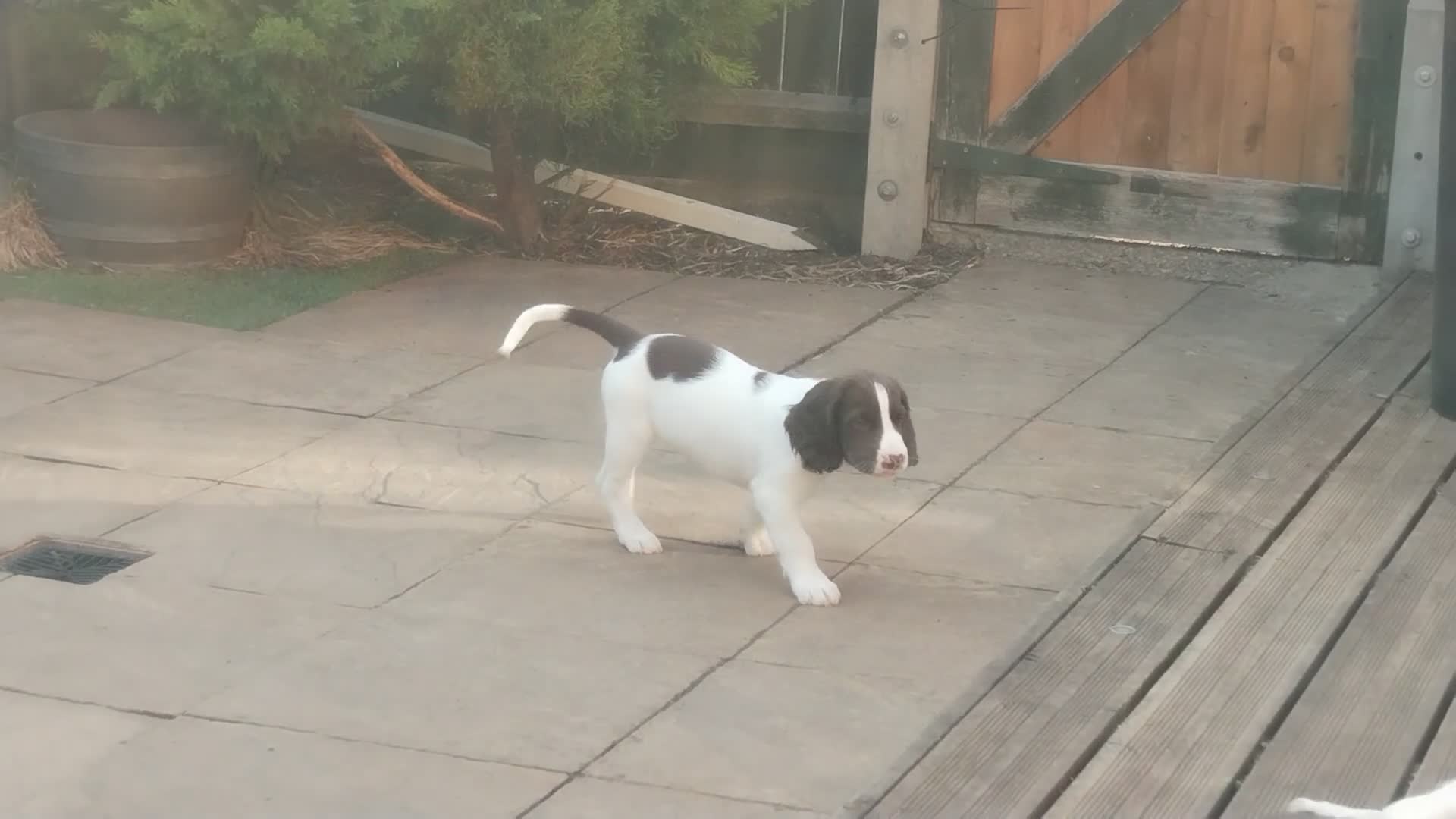 English Springer Spaniel dogs for sale: ESS girl puppies  - Video 4