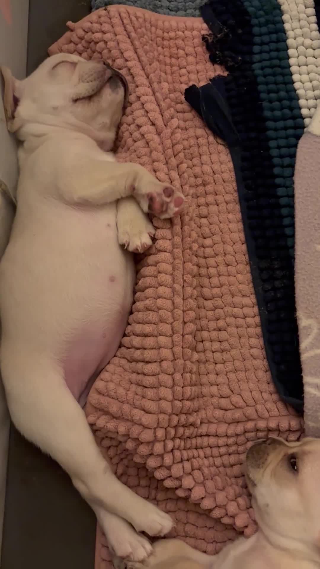 French Bulldog dogs for sale: 3 french bulldog girls  - Video 2