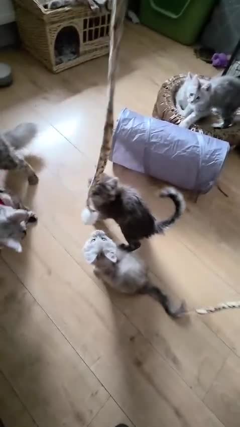 Maine Coon cats for sale: shaded Mainecoon - Video 1