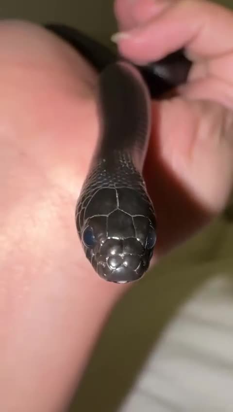 King Snake reptiles for sale: MBK Snake (Male) - Video 2