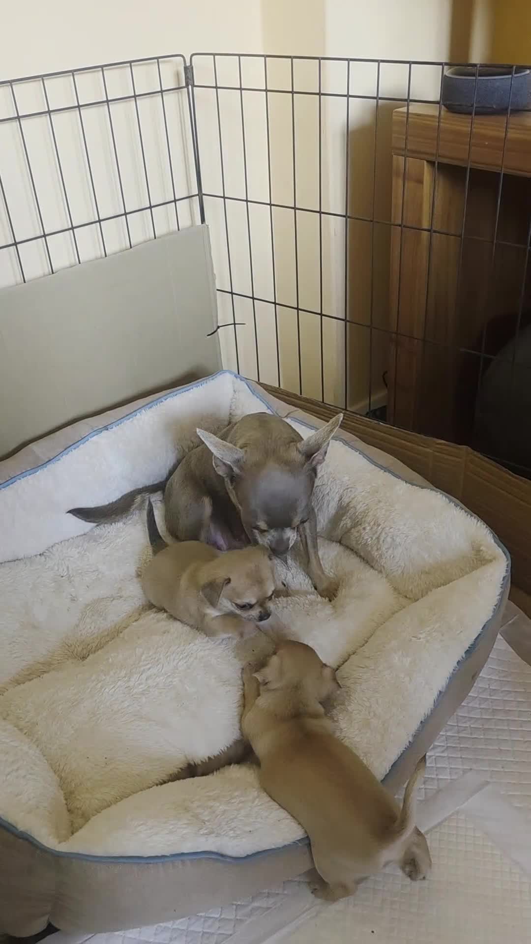 Chihuahua dogs for sale: Adorable chihuahua puppies in Langport - Video 1