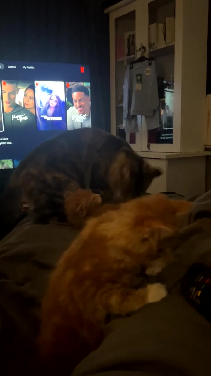 Maine Coon cats for sale: Maine Coon Kittens  - Video 2