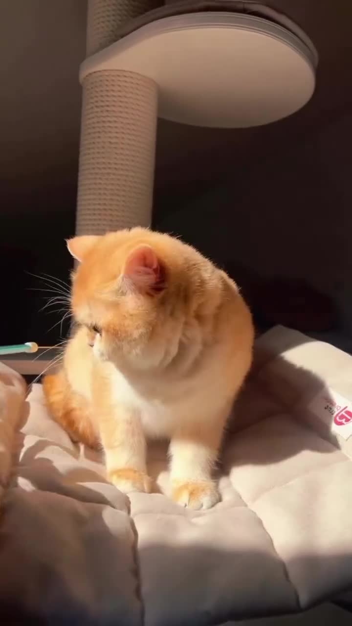 British Shorthair cats for sale: 🔥BRITISHSHORT HAIR KITTENS AND SCOTTISH FOLD 🔥 - Video 1