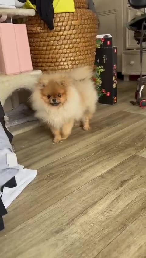 Pomeranian dogs for sale: Champion KC registered Pomeranian  - Video 1