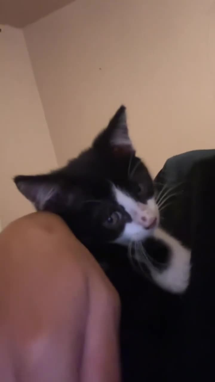 Mixed Breed cats for sale: Moomoo the freckled kitten - Video 4