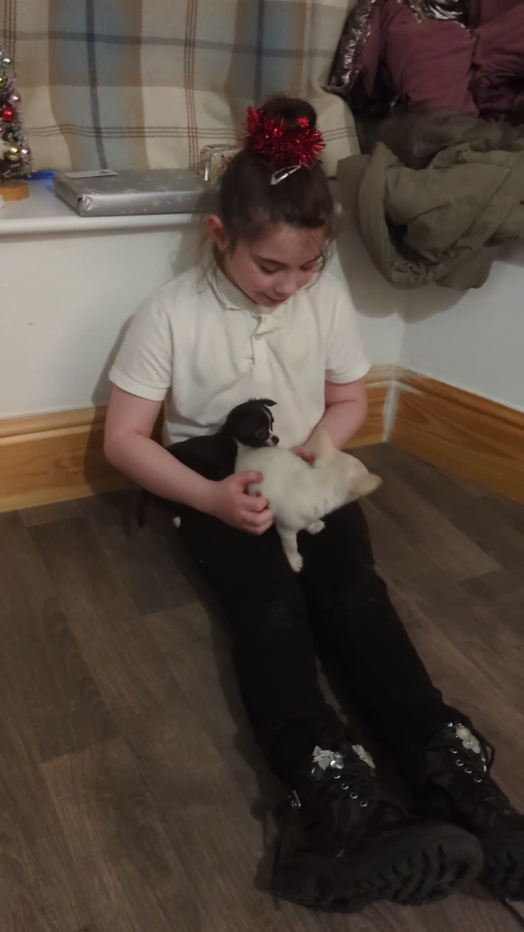 Chihuahua dogs for sale: ONE small toy pedigree Chihuahua - Video 3