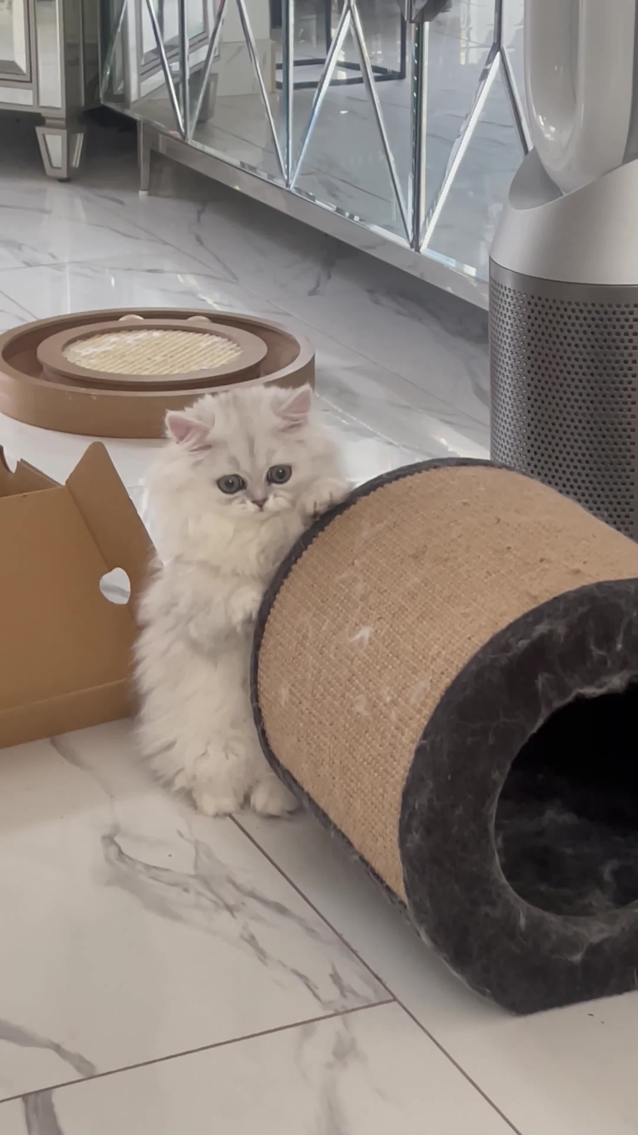 Persian cats for sale: Silver Persian chinchilla kitten - Video 2
