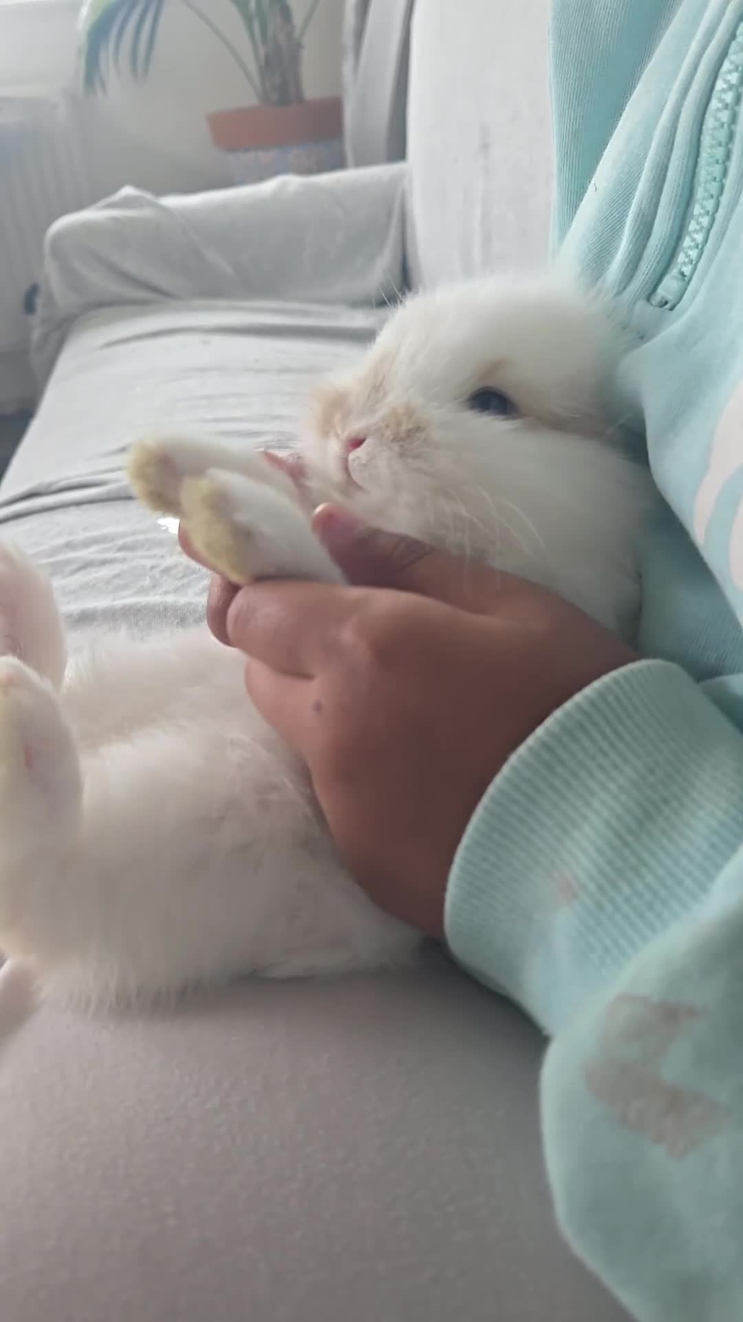 Mini Lion Lop rabbits for sale: Beautiful double maine lop sisters  - Video 1