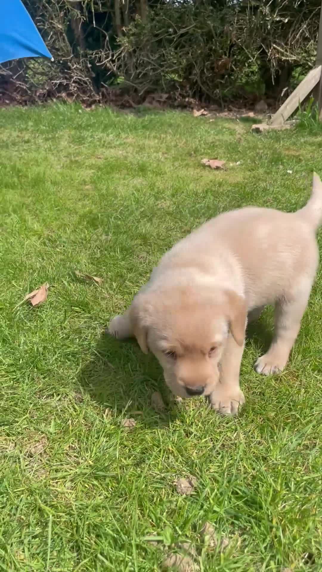 Labrador Retriever dogs for sale: Two beautiful yellow Labrador Retriever pups in Luton - Video 1