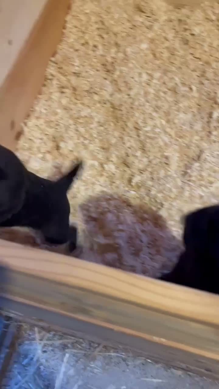 Mixed Breed dogs for sale: Dog pup  - Video 3