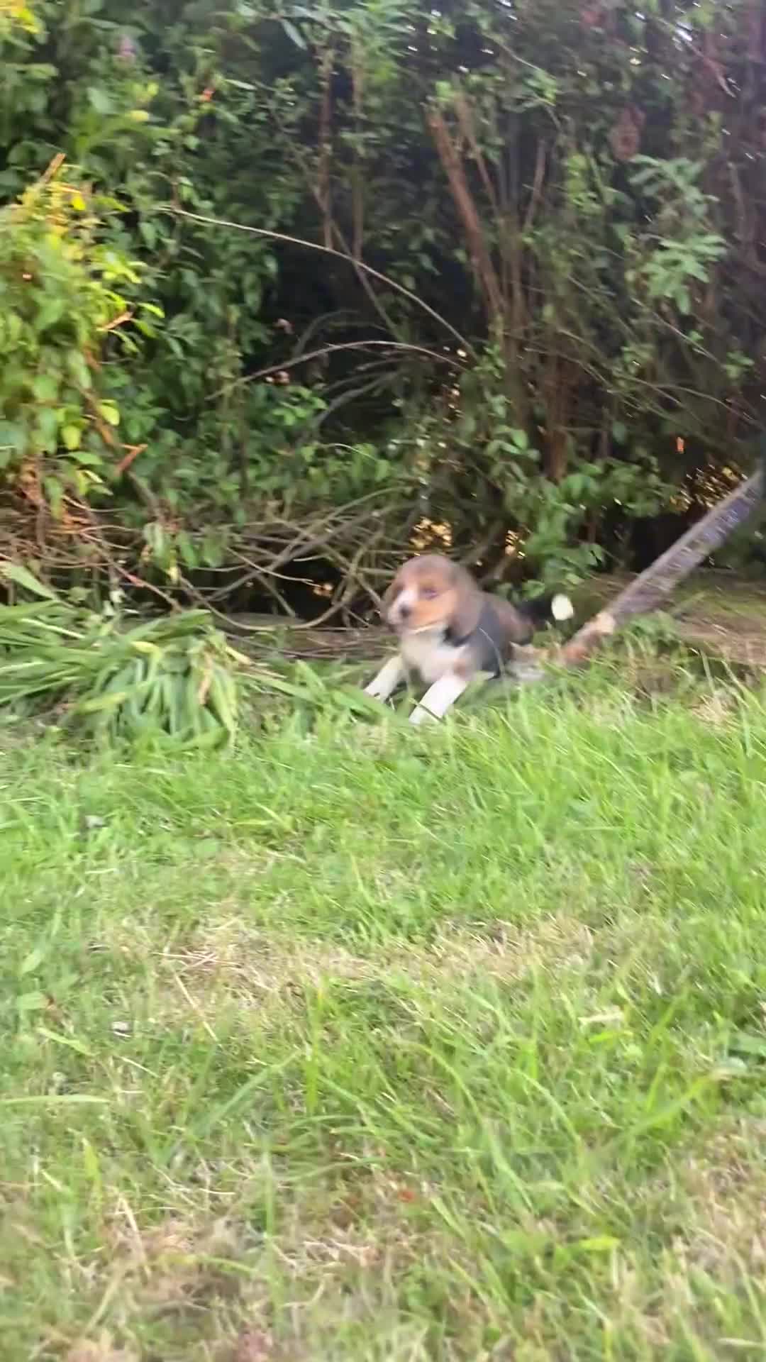 Beagle dogs for sale: Chunky friendly beagles  - Video 1