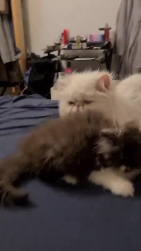 Persian cats for sale: Very beautiful Persian cat in London - Video 1
