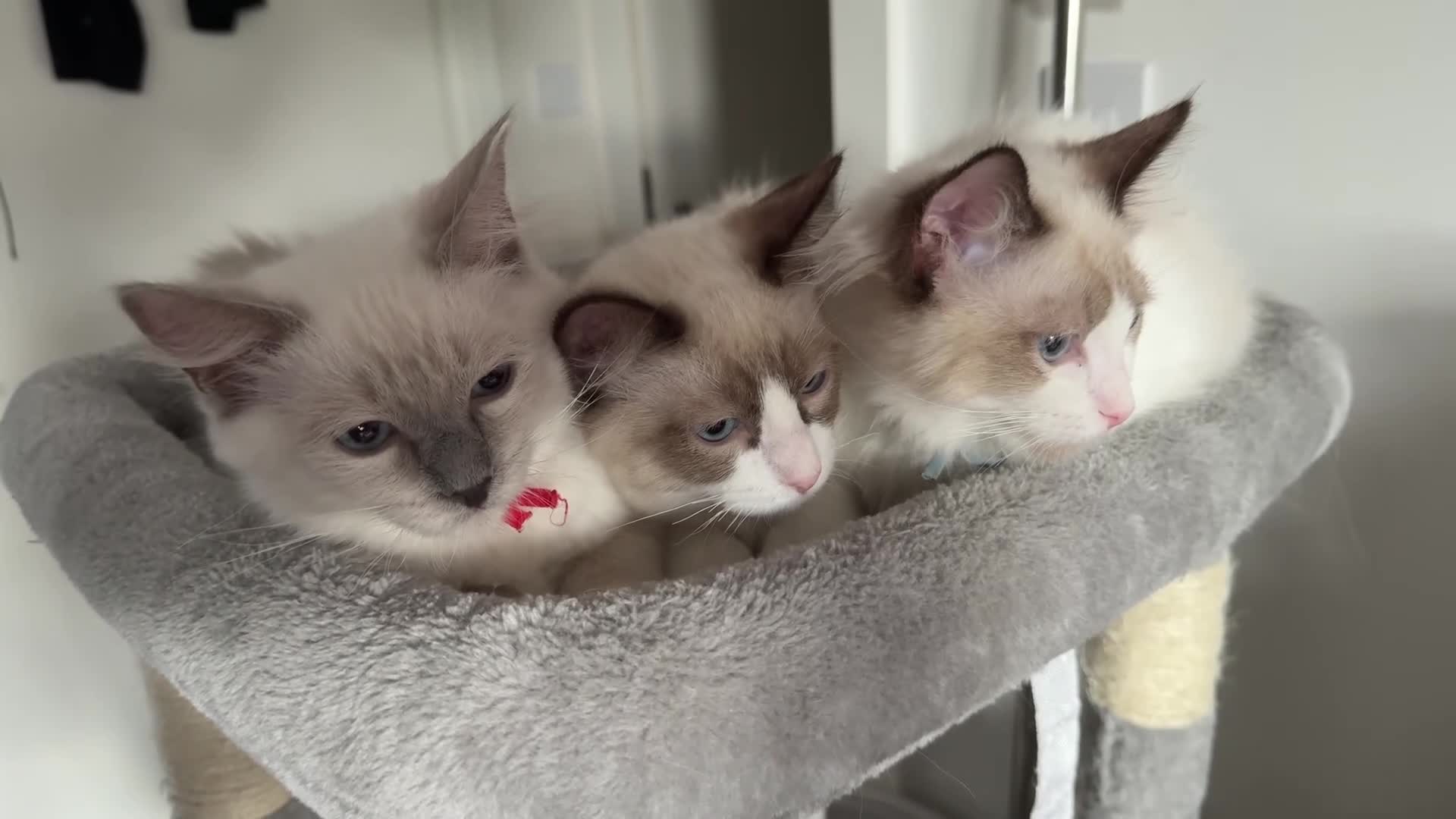 Ragdoll cats for sale: Healthy Affectionate PureBred Ragdoll  - Video 2