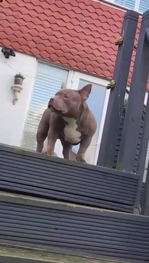 American Bully dogs for sale: American Bully Pocket Extreme Female  - Video 2