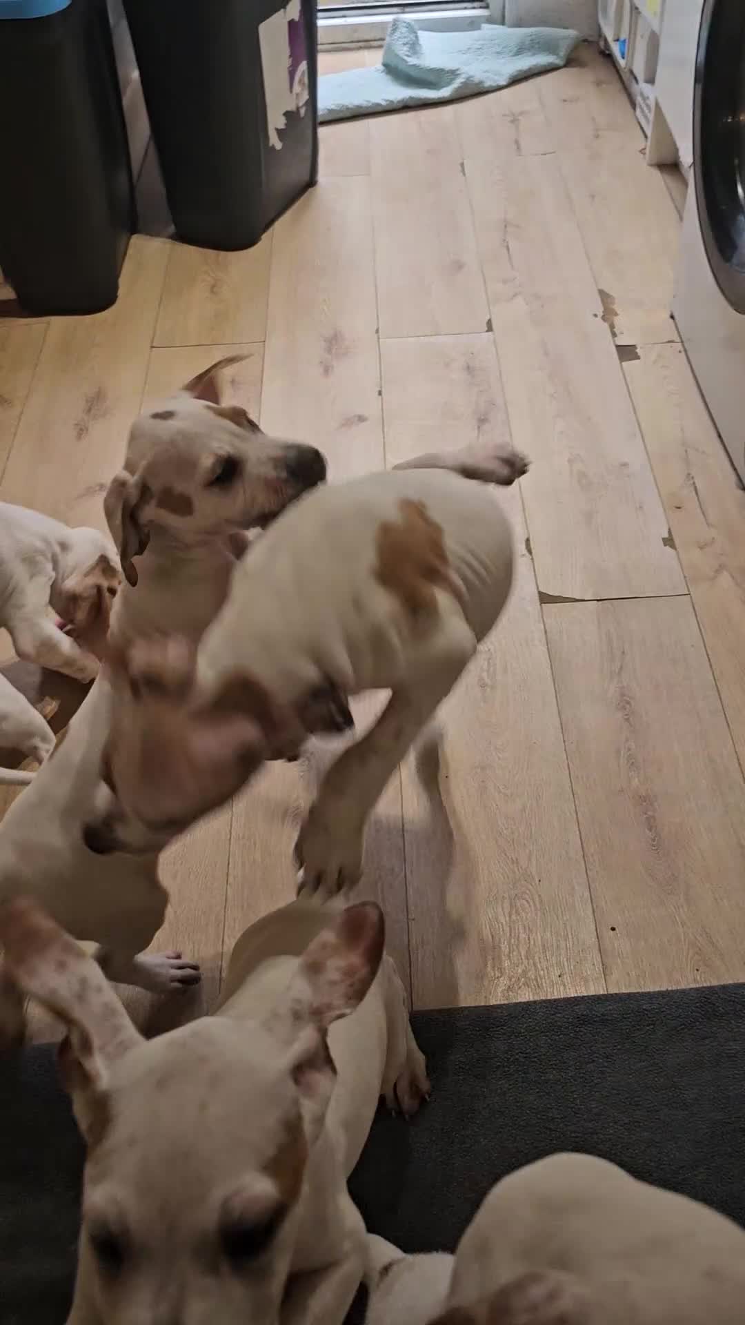 Pointer dogs for sale: Quality Pointer puppies - Video 1