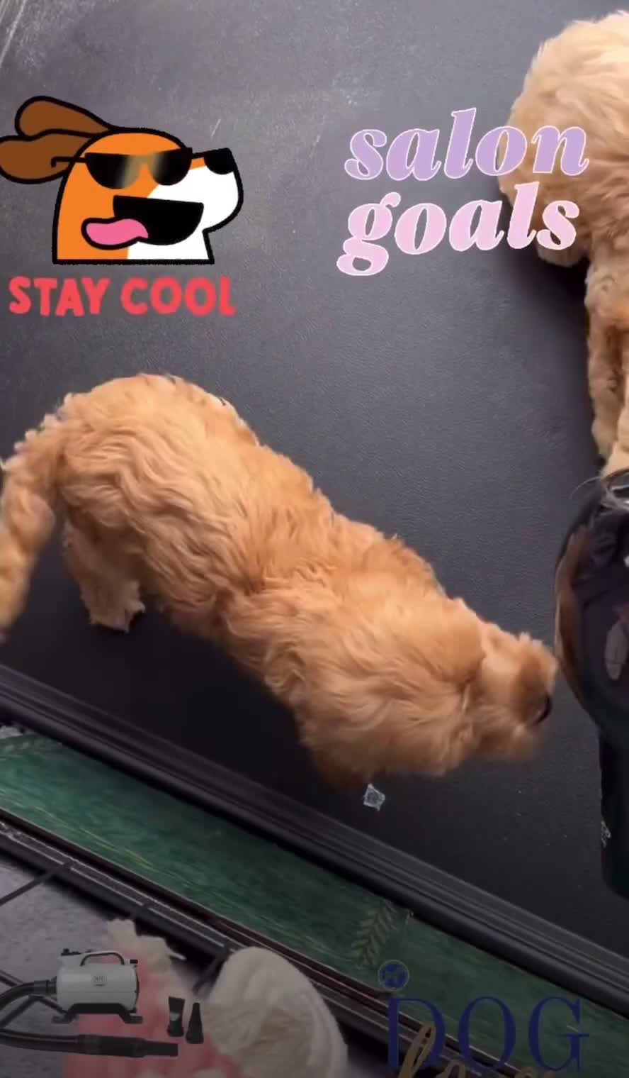 Cockapoo dogs for sale: F1 Cockapoo’s DNA Health Tested Parents - Video 3