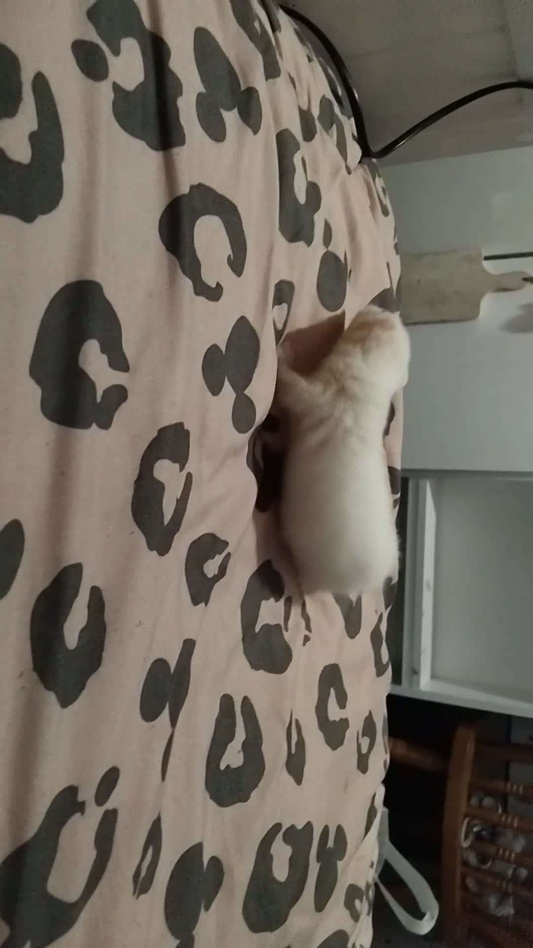 Ferret rodents for sale: Albino Baby ferret in Bishop Auckland - Video 3
