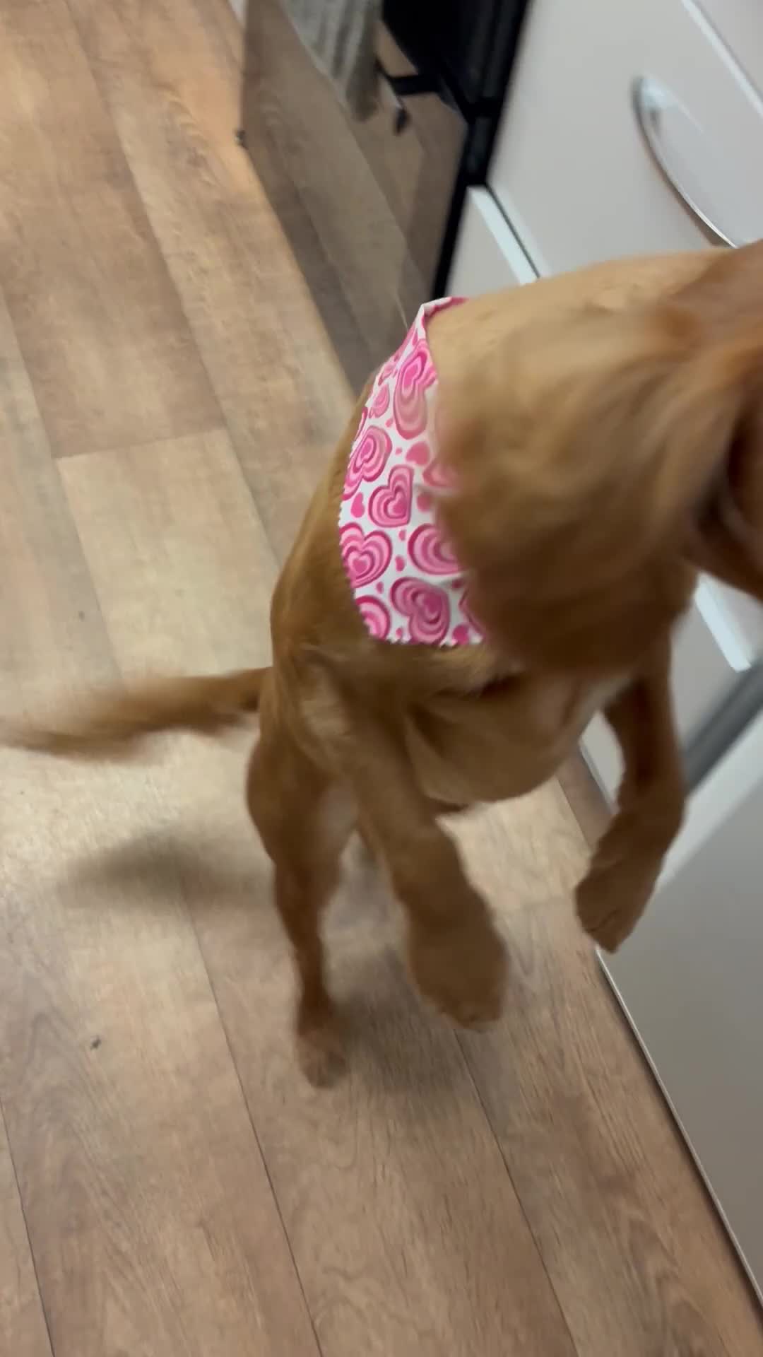 Cockapoo dogs for sale: Cocker poo puppy’s  - Video 1