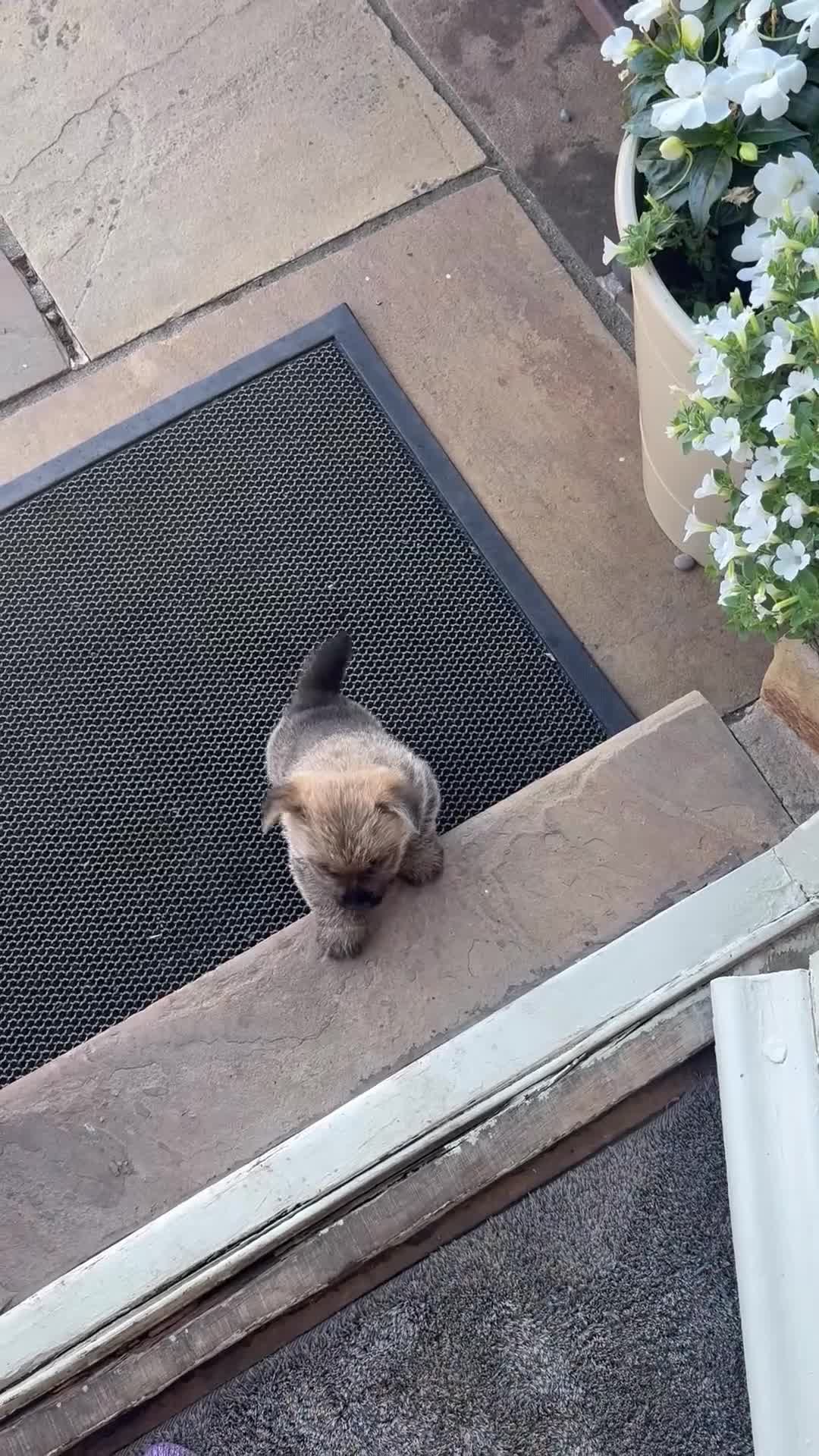 Norwich Terrier dogs for sale: Norwich terrier puppy  - Video 1