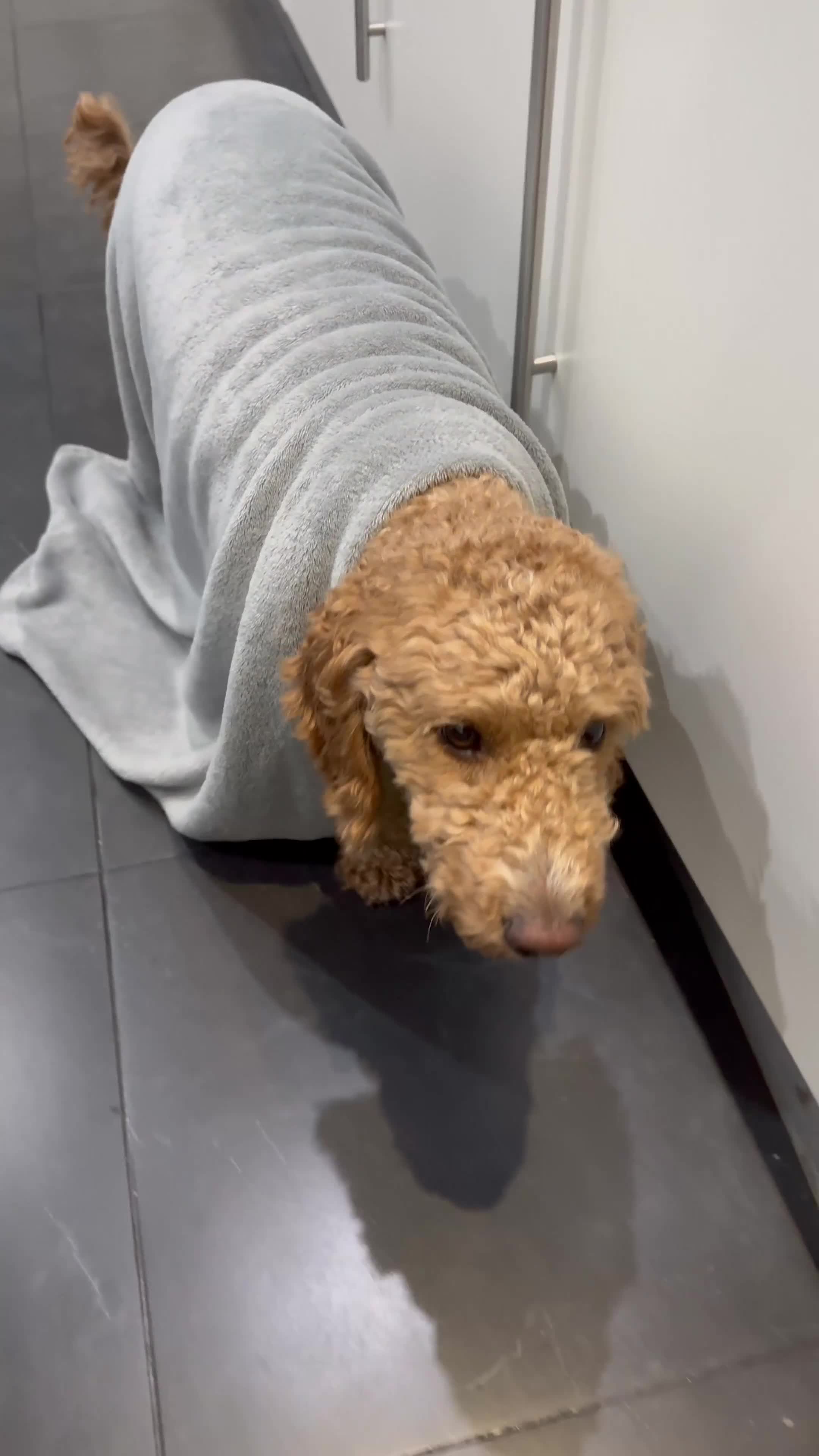 Cockapoo dogs for sale: Beautiful 3 year old female cockapoo - Video 2