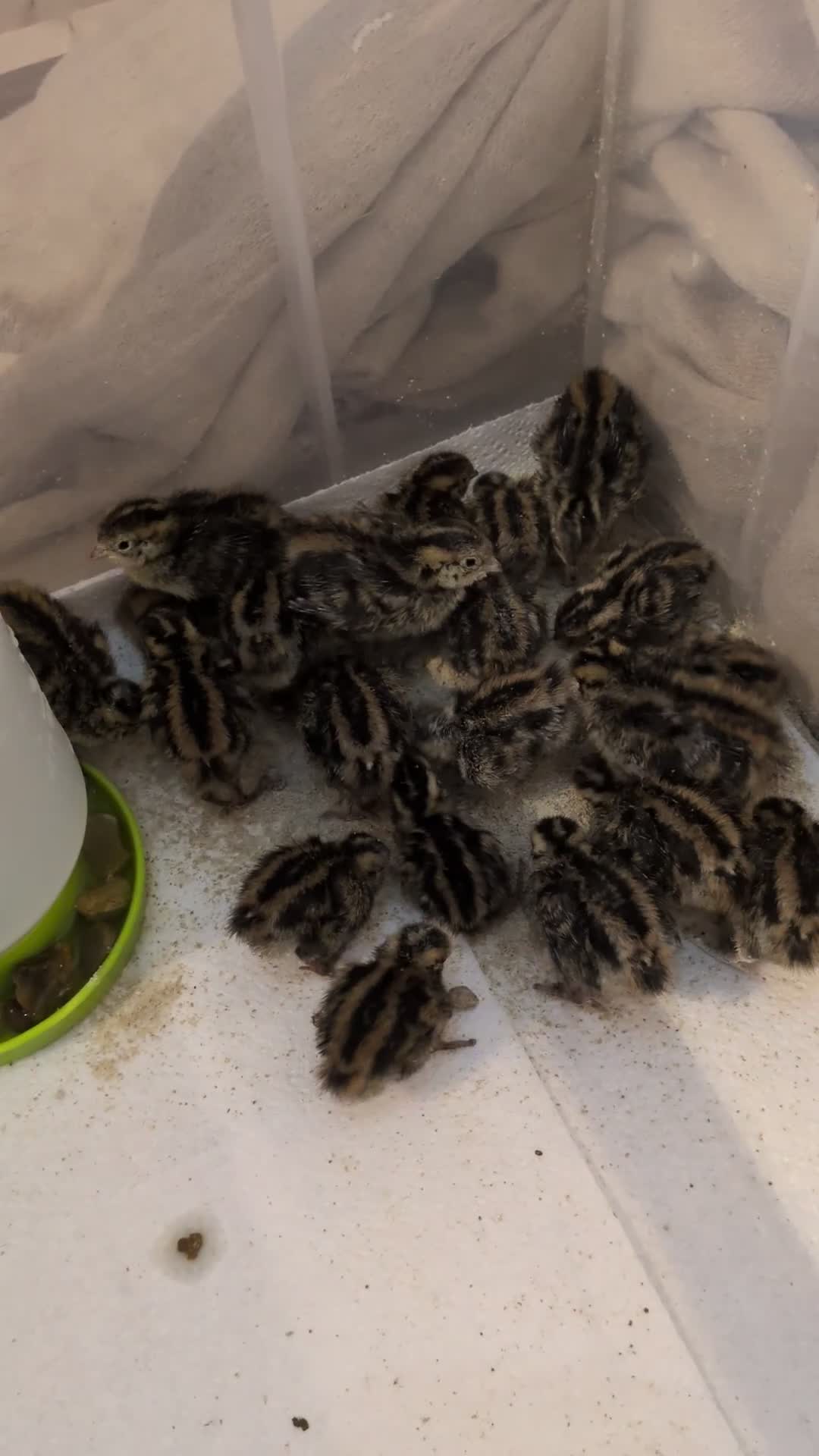Quail poultry for sale: Coturnix Quail - chicks and adults - Video 1