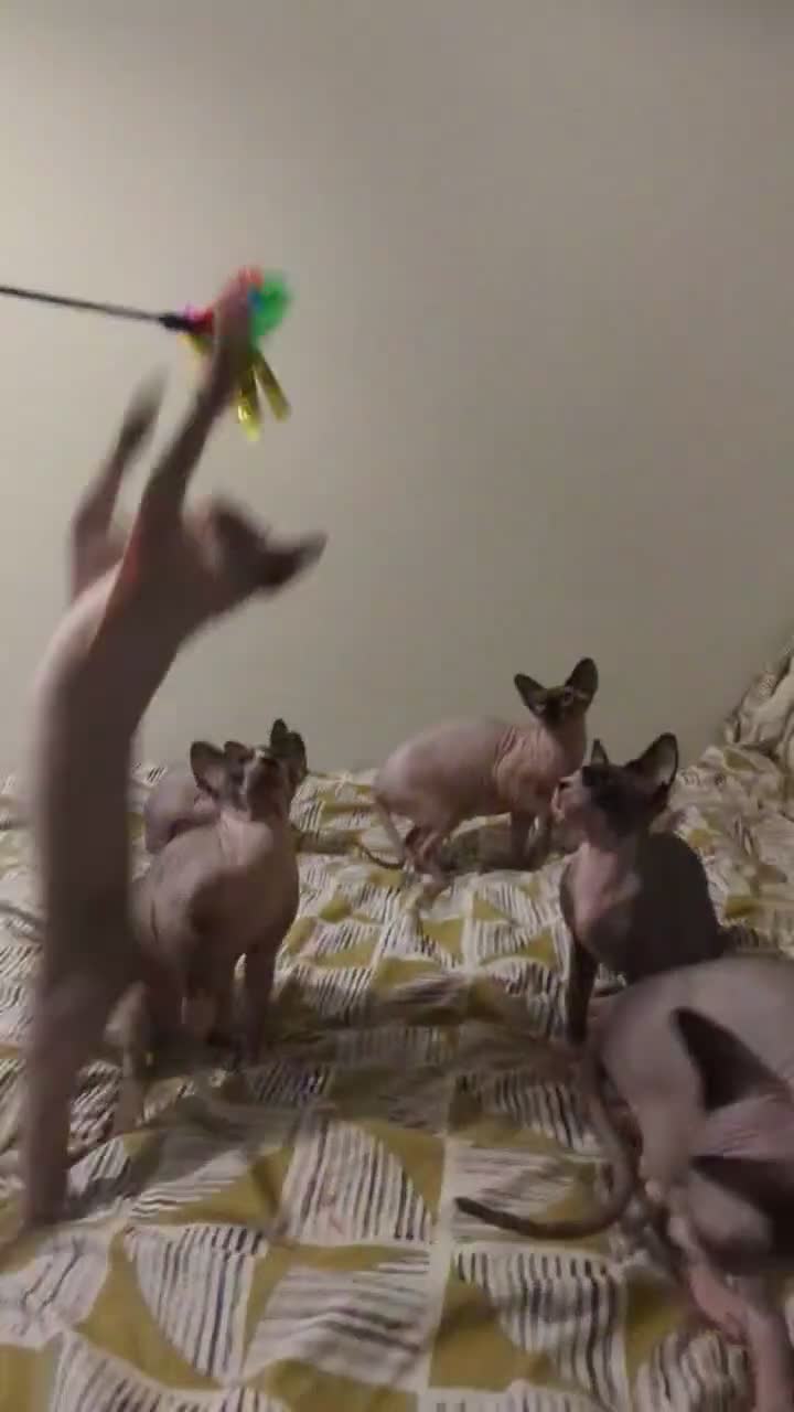 Sphynx cats for sale: *PEDIGREE SPHYNX* TICA REGISTERED *DNA HCM4 CLEAR* - Video 1