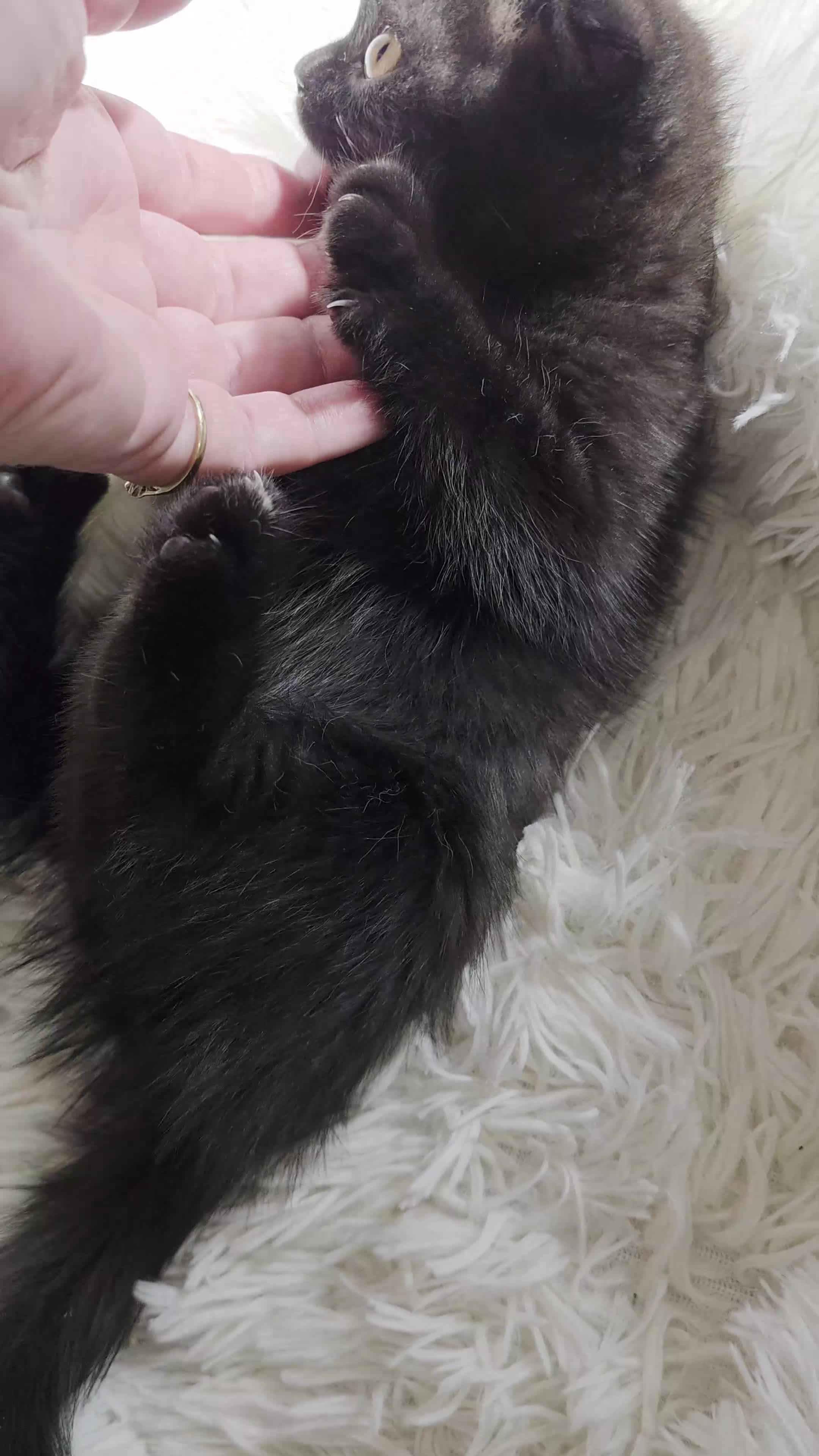 British Shorthair cats for sale: 2Brown ,1 grey BSH kittens for rehoming - Video 4