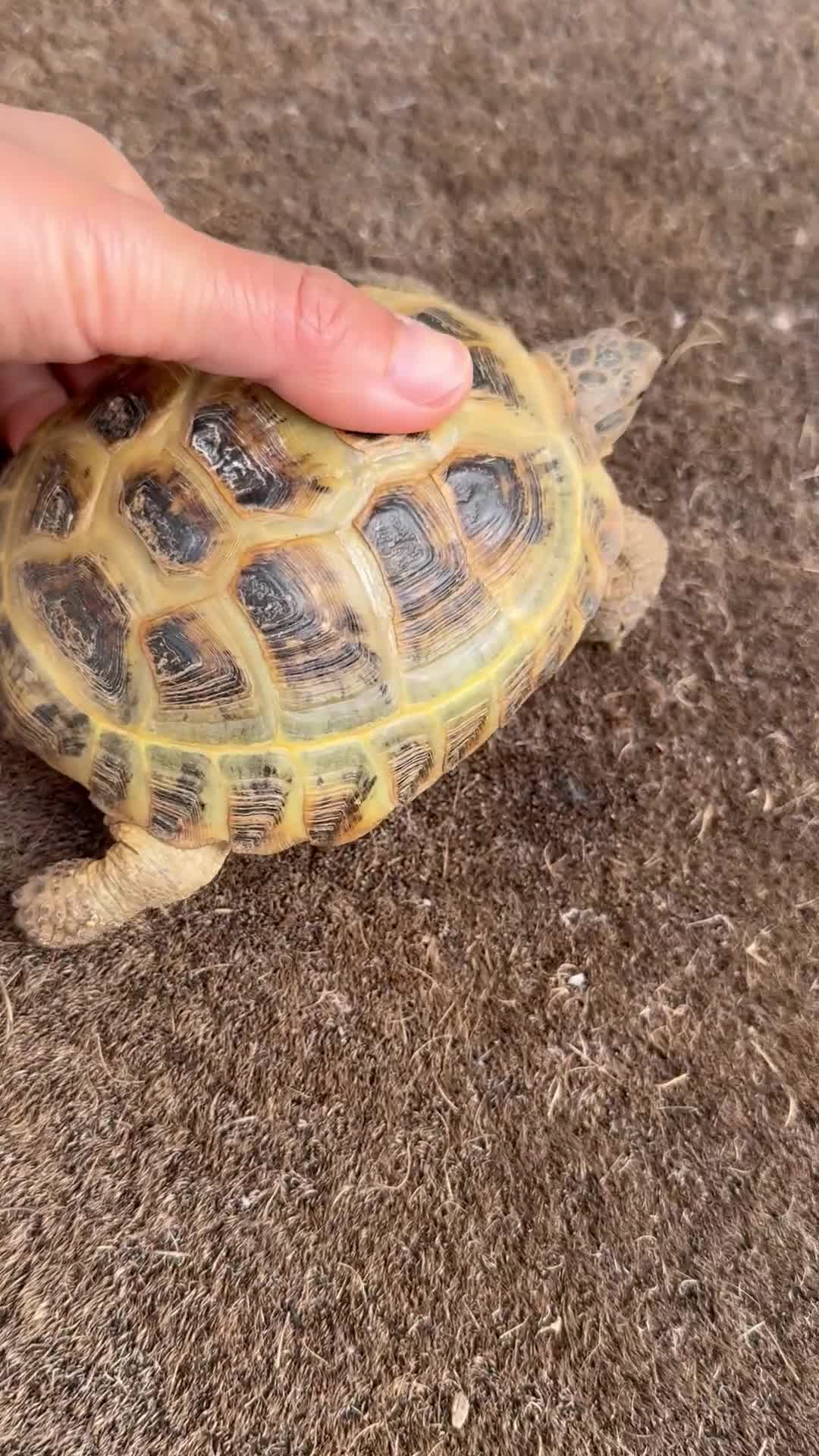 Tortoise reptiles for sale: Horsefield Russian Tortoise  - Video 4