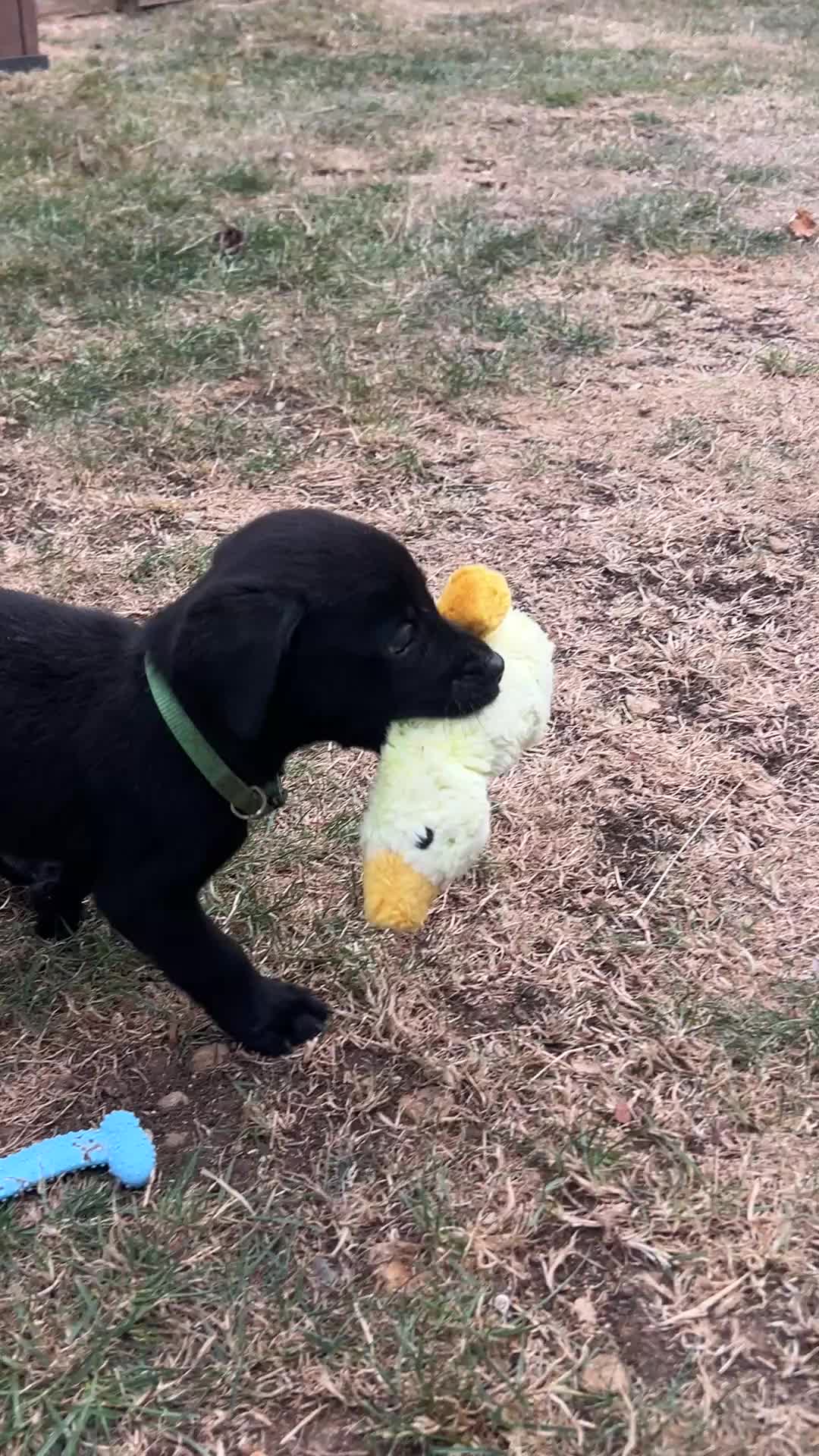 Labrador Retriever dogs for sale: KC registered Labradors - Video 1