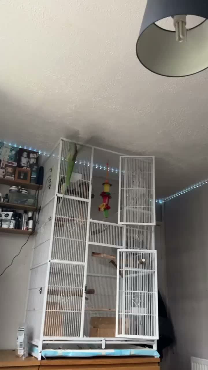 Parrots birds for sale: Ziggy - Alexandrine Parakeet  in Hereford - Video 1