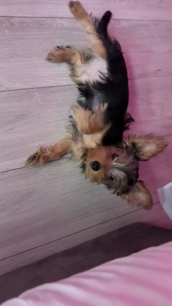 Yorkshire Terrier dogs for sale: Adorable Yorkshire terrier Puppy for sale  - Video 1