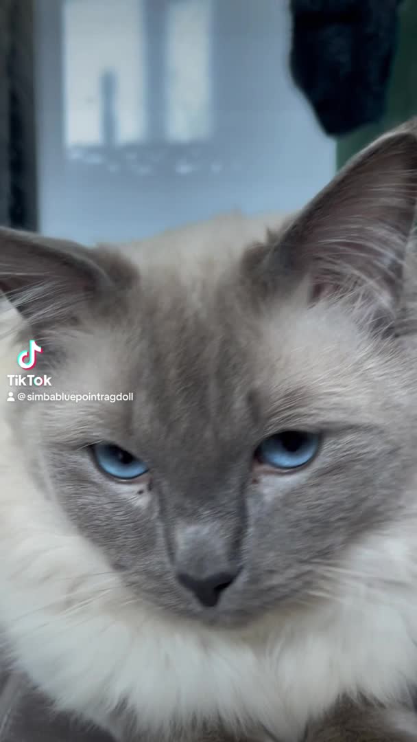 Ragdoll cats for stud: **LARGE STUD BIG LITTERS Bluepoint Stud Ragdoll in Batley - Video 1